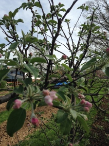 Espalier Fiji Apple new to the Lazy S this year