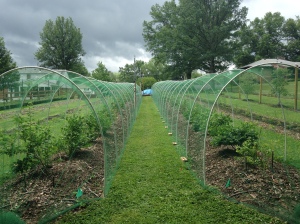Bird netting stretched over 1/2 inch PVC forming "high tunnel" over rows