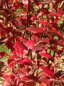 Bluecrop has large yummy fruit and great Fall color too!